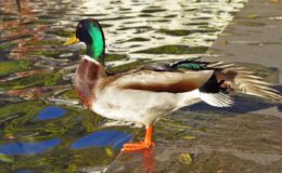 019 - der schoenling